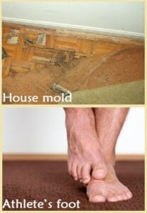 Indoor mold causing Athlete's Foot