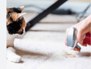 Best Way To Remove Pet Vomit From Wool Rugs