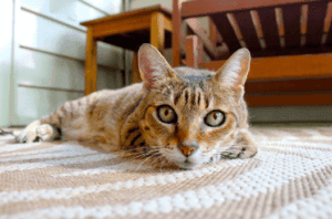 cat on rug