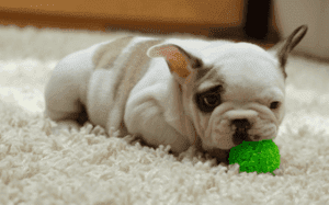 puppy playing a ball