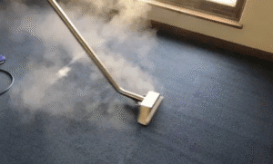 Best Solution Against Flea Infestation of Carpet Cleaning