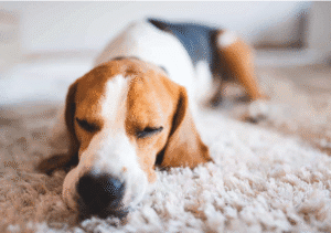 Is Carpet Cleaning Safe For Pets