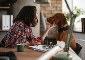 Why You Should Allow Pets in the Office