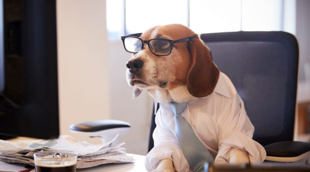 How to Clean Up After Your Pet in the Office