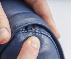 What to Do When Your Office Has Bed Bugs