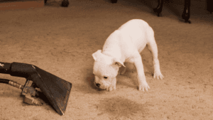 puppy and carpet cleaner