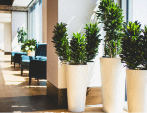 Simple Tips on How to Care for Office Plants