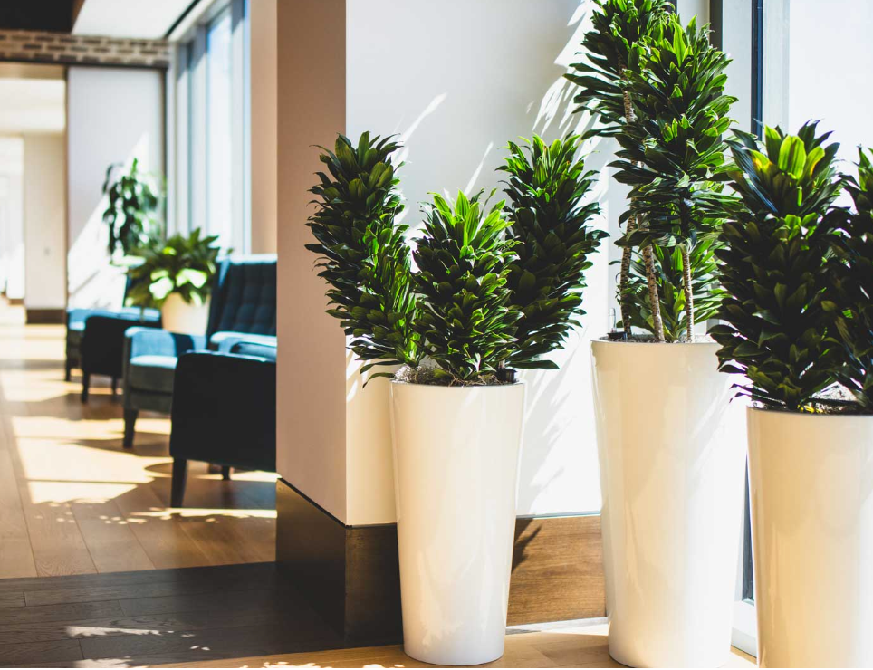 Simple Tips on How to Care for Office Plants
