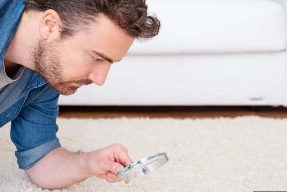 4 Things That Live in Your Carpet﻿