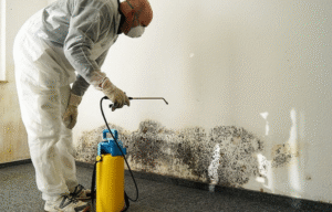 Mold Remediation- What It Is and Why You May Need It in Your Office