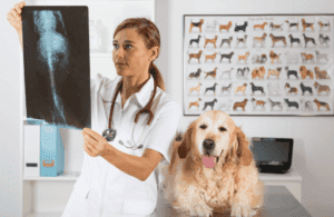 dog check-up in clinic