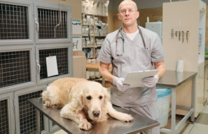 Why Cleaning Your Veterinary Clinic is Imperative