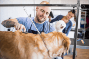 Clean and Safe Pet Grooming Shop