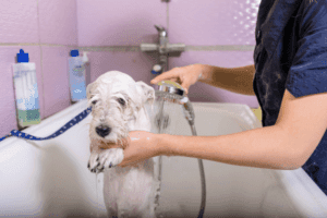 Clean Pet Grooming Shops