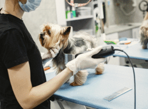The Challenges of Keeping Pet Stores and Grooming Shops Clean