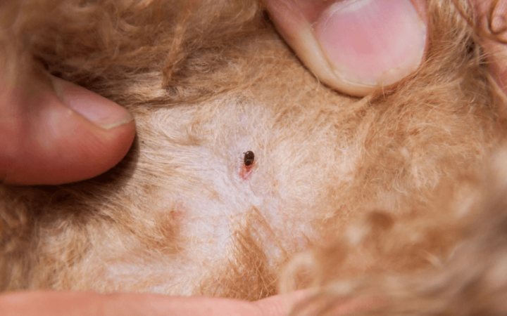 Can Fleas Survive Carpet Cleaning